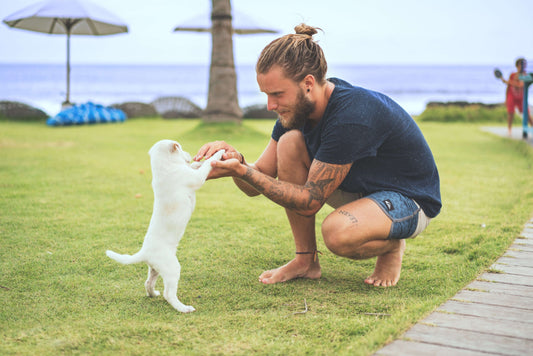 Come insegnare al cane il suo nome