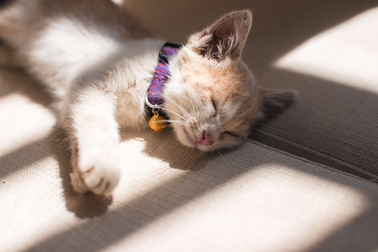 Come capire se il gatto sta male
