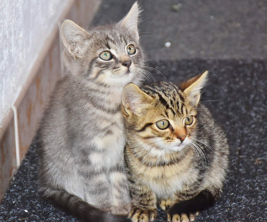 Gatti maschi e gatti femmine: caratteristiche e differenze
