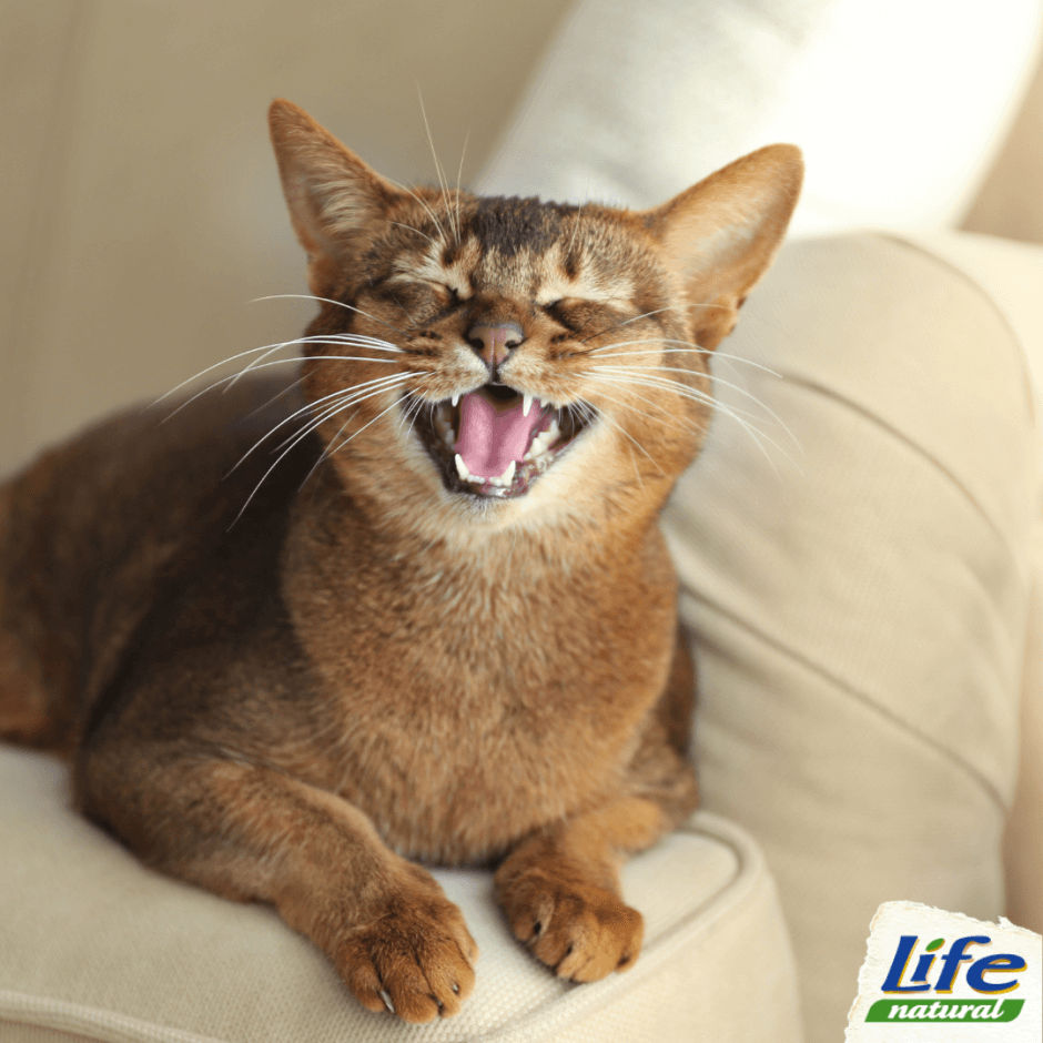 Come cambiano i denti nei gattini