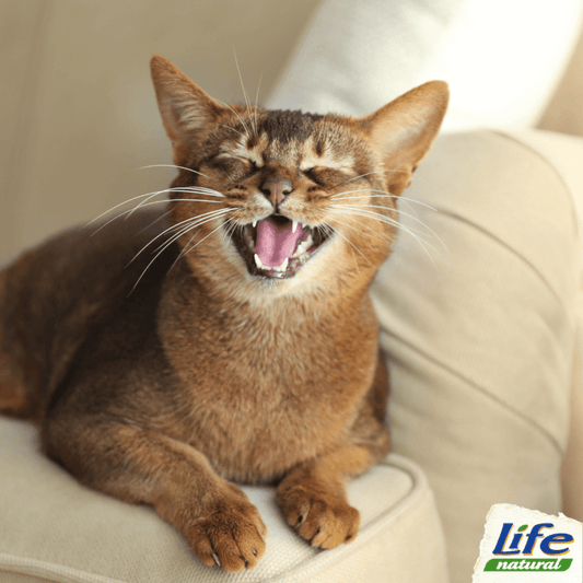 Come cambiano i denti nei gattini