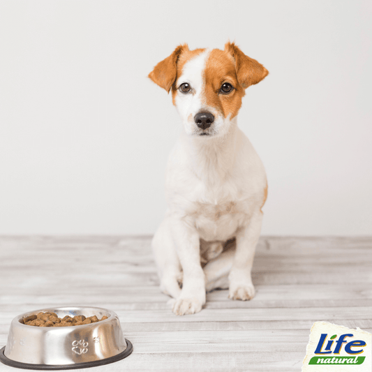 Dottore… aiuto! Mi hanno detto che mescolare cibo umido e secco fa male al mio cane…