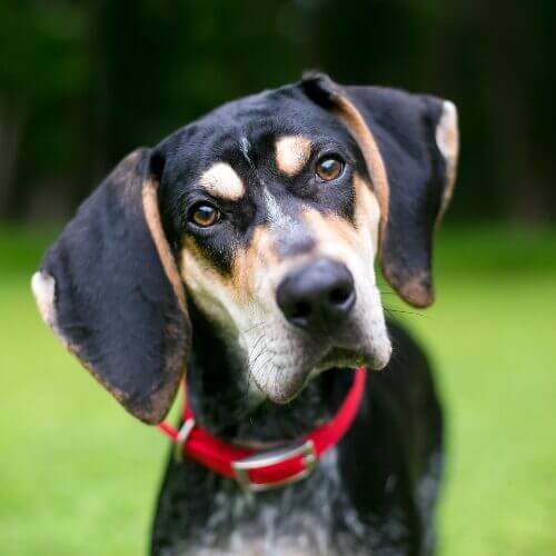 Linguaggio del cane: i nostri cani ci capiscono?