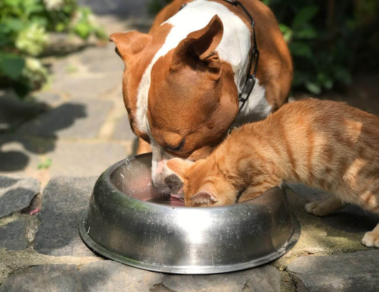 LE PROTEINE SONO IMPORTANTI PER CANI E GATTI
