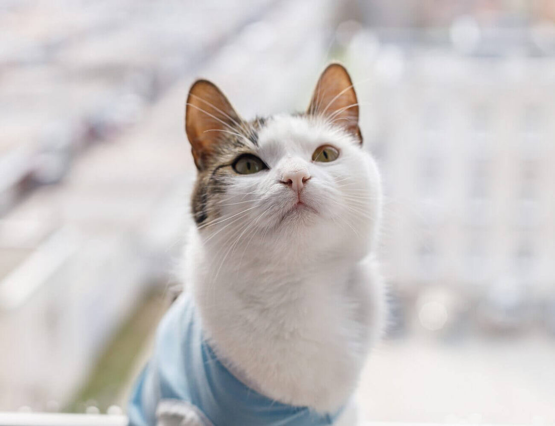 IL GATTO STERILIZZATO: COSA DOBBIAMO SAPERE?
