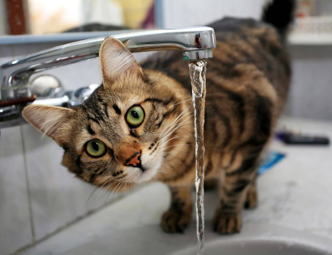 PERCHE’ IL GATTO BEVE POCO?