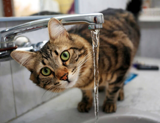 PERCHE’ IL GATTO BEVE POCO?