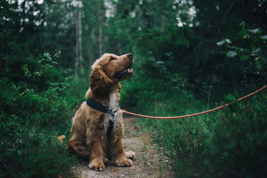 Come Partire per le Vacanze senza Ansia per il nostro Pet!