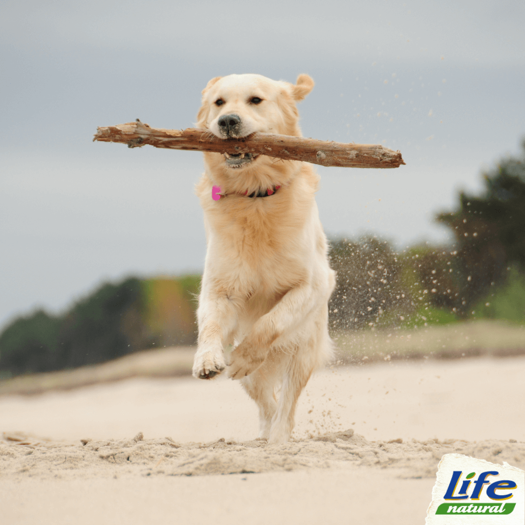 Giochi da spiaggia con il cane