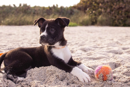 Giocare con il cane: come farlo al meglio