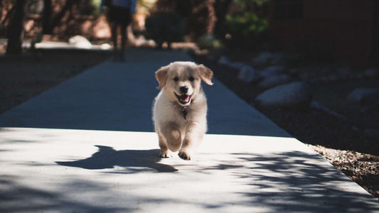 La prima passeggiata con il cucciolo: i consigli