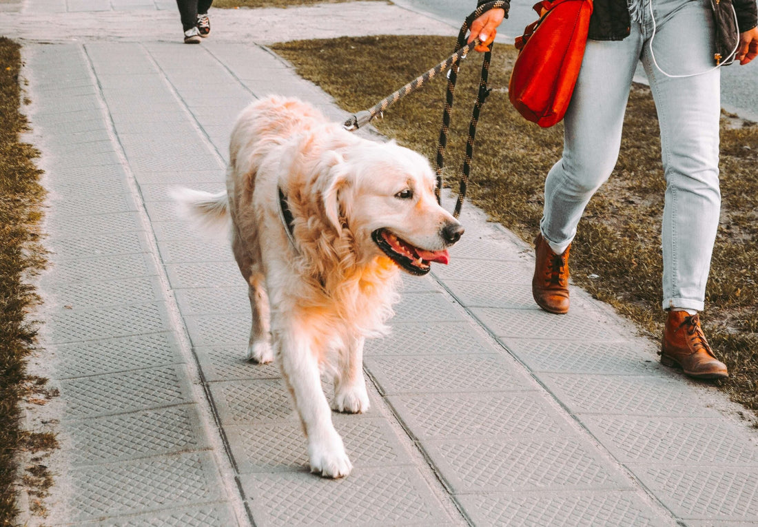 Itinerario pet-friendly: Il Chianti