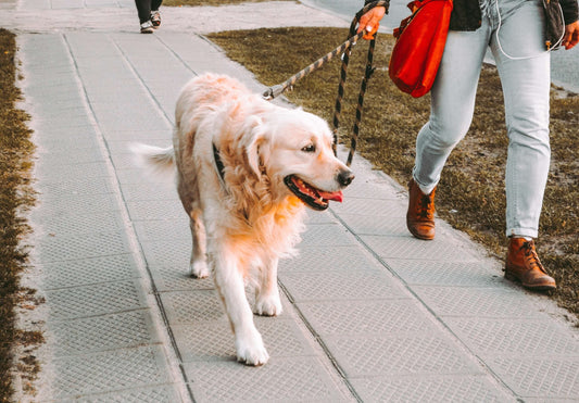 Itinerario pet-friendly: Il Chianti