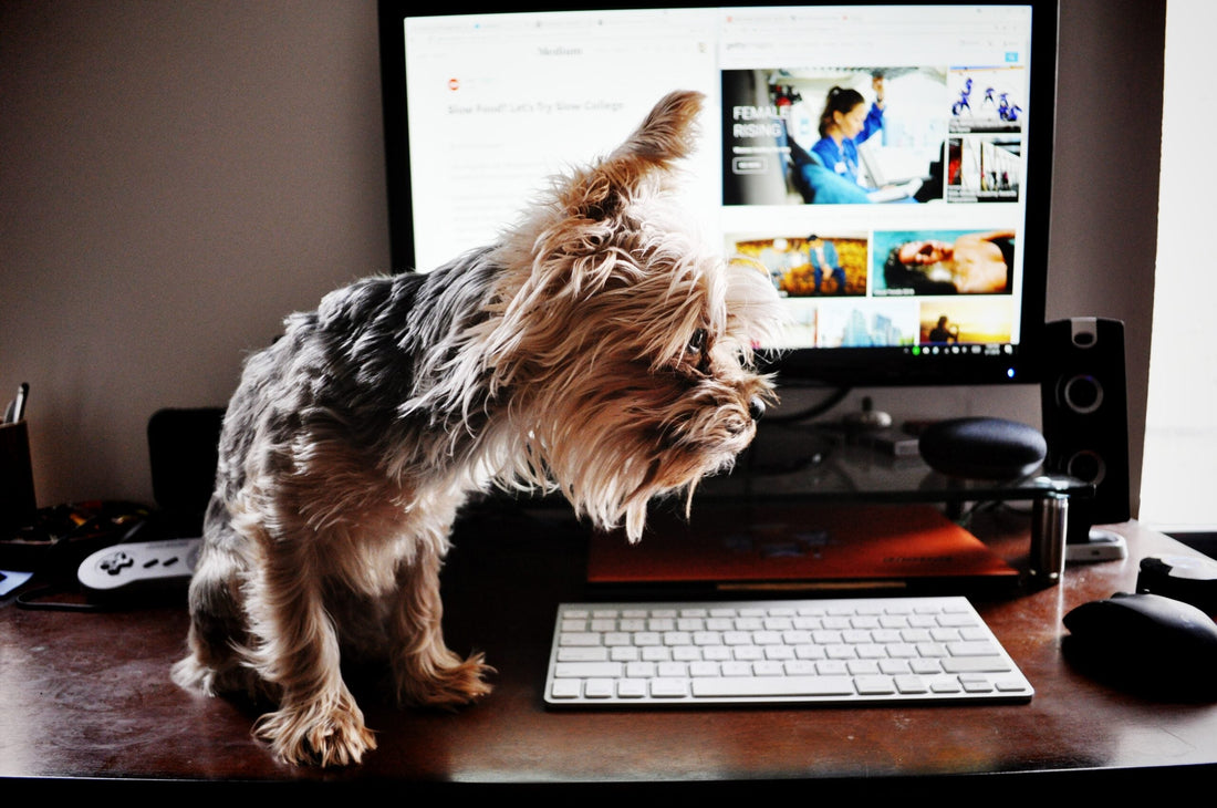 SMART WORKING CON UN CANE O UN GATTO: COME ORGANIZZARE LA GIORNATA