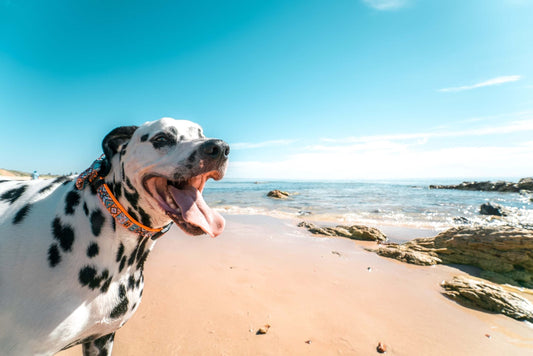 Strutture dog-friendly in Calabria