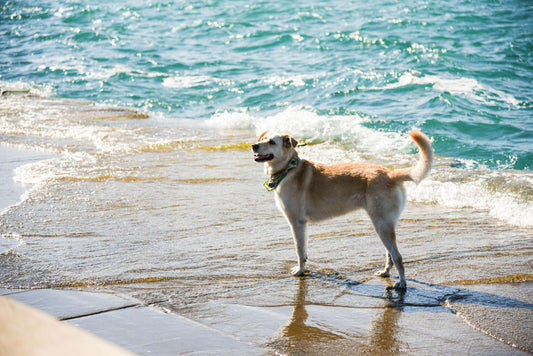 Portare il cane al mare: i consigli