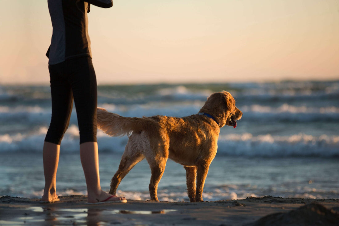 Spiagge dog-friendly in Puglia