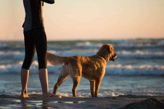 Spiagge dog-friendly in Puglia