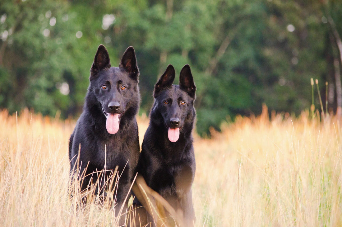 Come accogliere un secondo cane in casa: i consigli