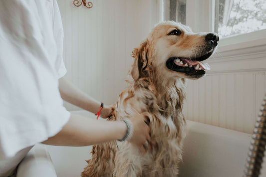 Come fare il bagno al cane d’estate: consigli utili