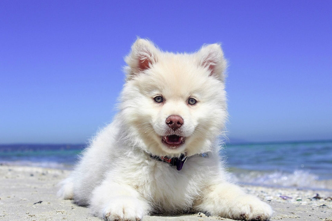 VACANZE E PET: COME ORGANIZZARSI