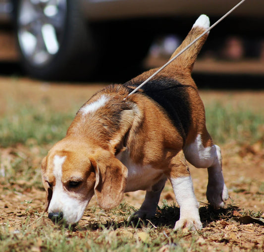 GLI ORGANI DI SENSO DEL CANE: 5 SENSI O PIÙ?