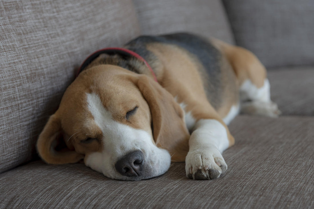 Anche i Cani Sognano?