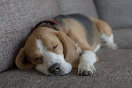 Anche i Cani Sognano?