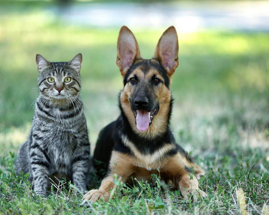 CANI E GATTI. CARNIVORI DIVERSI…