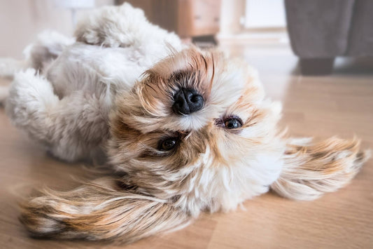 Cani in appartamento: piccoli consigli per fare la scelta giusta