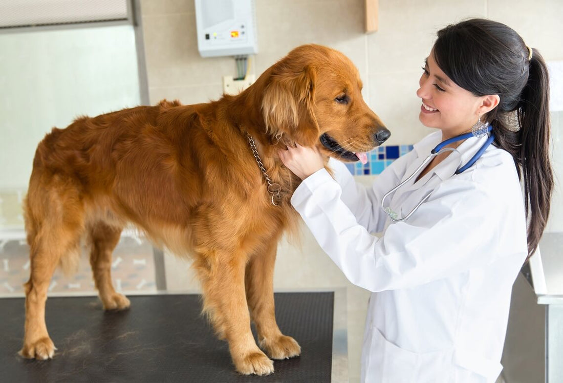 3 COSE CHE È NECESSARIO SAPERE SULL’ALIMENTAZIONE DI CANI E GATTI.