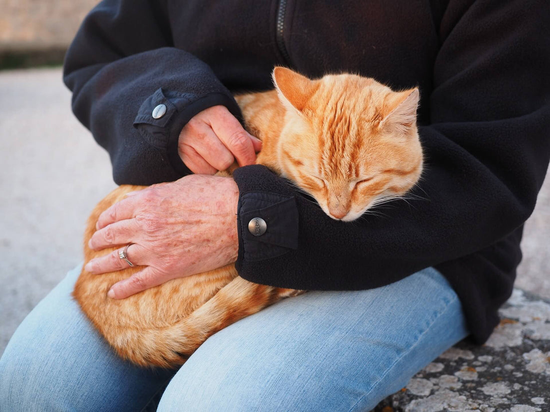 Perché il Gatto fa le Fusa e a cosa serve questo comportamento?
