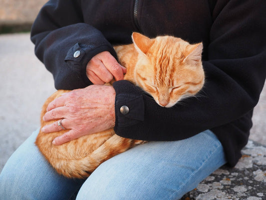 Perché il Gatto fa le Fusa e a cosa serve questo comportamento?