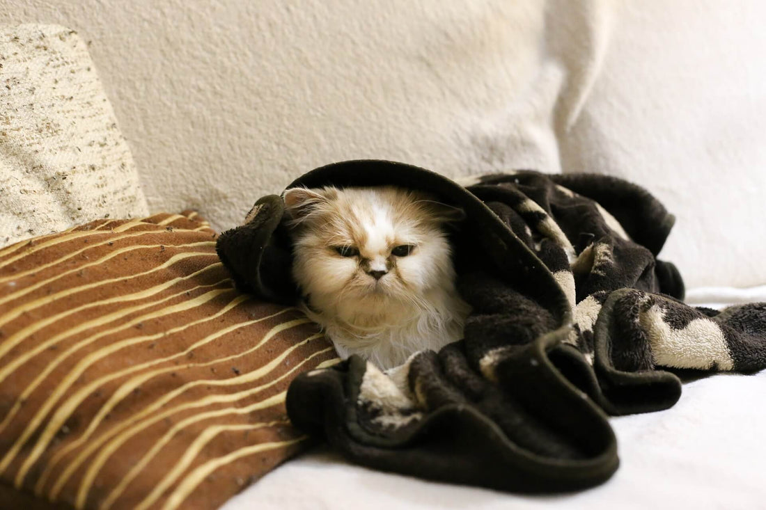 Raffreddore nel Gatto: Sintomi e Cure