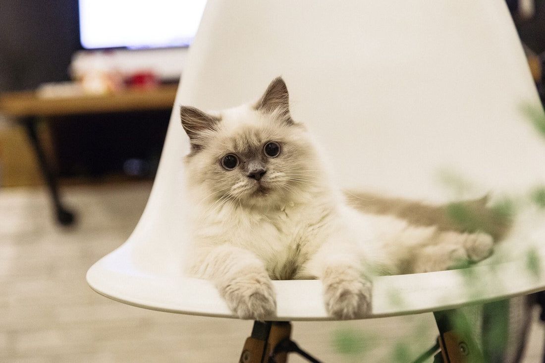 COME FAR VIVERE BENE UN GATTO IN APPARTAMENTO