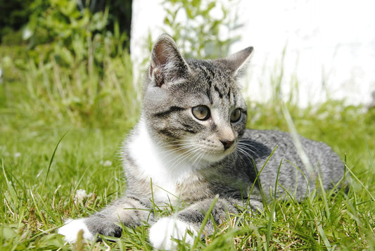 COME FAR VIVERE IL GATTO ALL’APERTO SENZA CORRERE RISCHI