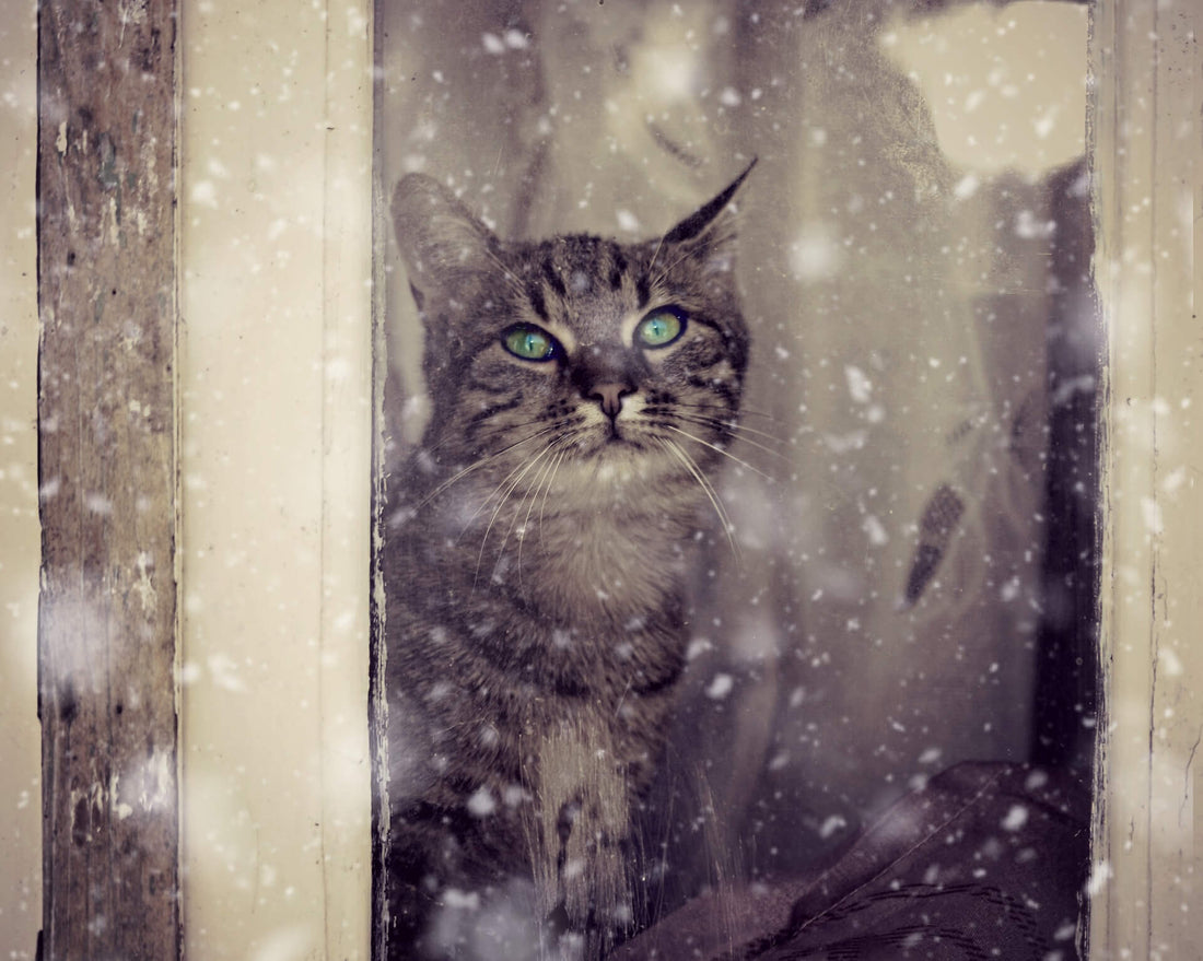 Come comportarsi con il Gatto durante il Freddo Invernale: farlo Uscire di casa sì o no?