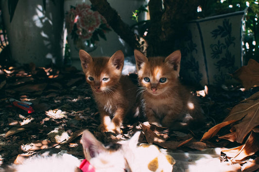 Come difendere il Gatto dal Caldo