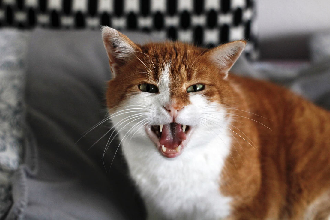 Le 7 Cose che i Gatti Odiano di quello che facciamo