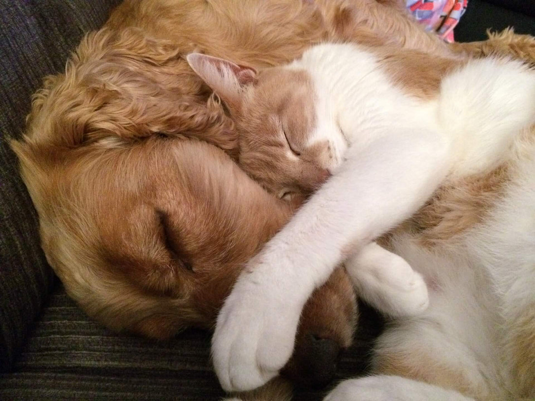 L’Importanza del Sonno per Cani e Gatti