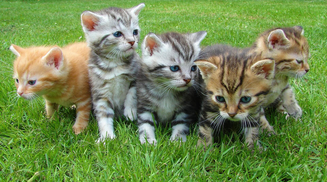 Alimentazione per gattini: quanto e cosa devono mangiare