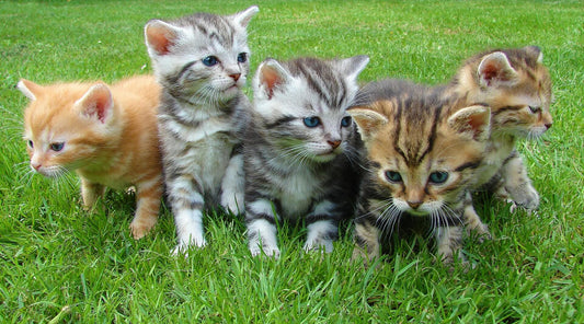 Alimentazione per gattini: quanto e cosa devono mangiare