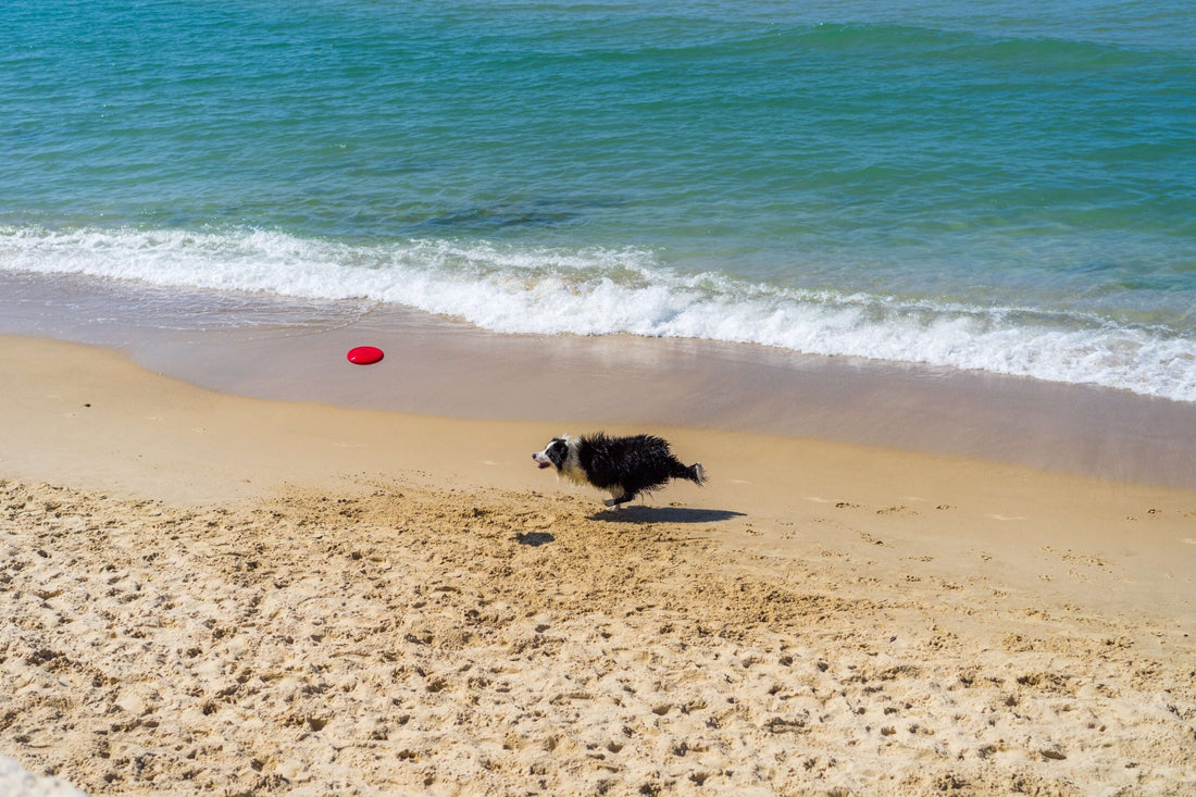 Le spiagge dog-friendly nel Lazio