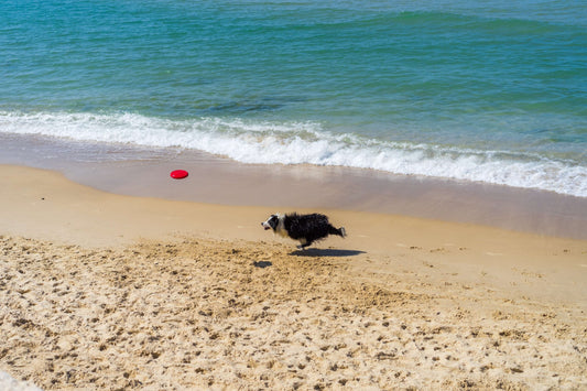 Le spiagge dog-friendly nel Lazio