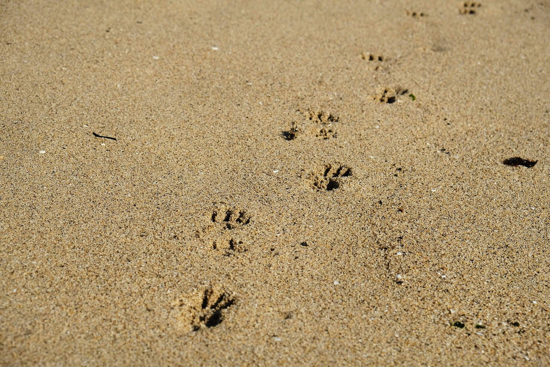 Le spiagge per cani in Toscana