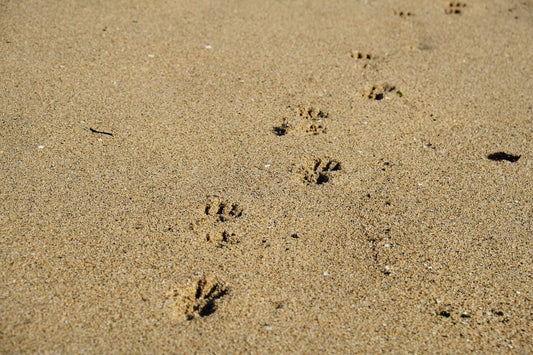 Le spiagge per cani in Toscana