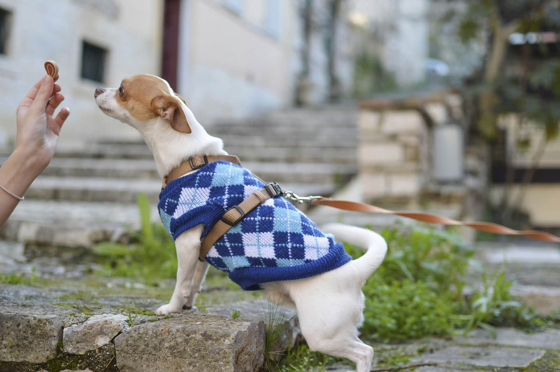 Quali sono gli Alimenti Pericolosi per Cani e Gatti?