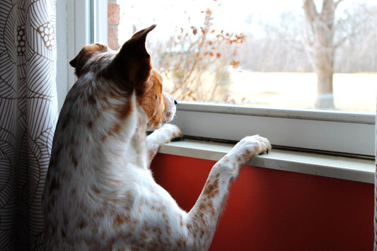COME RICONOSCERE E RISOLVERE L’ANSIA DA SEPARAZIONE NEL CANE