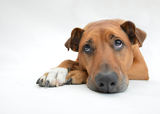10 Cose che facciamo abitualmente, ma al nostro Cane non piacciono!