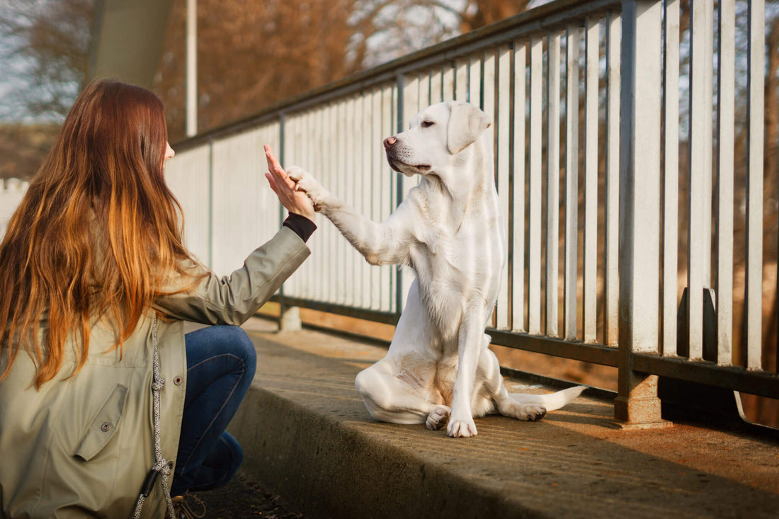 Come addestrare il proprio cane: metodi introduttivi